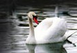 Enlarge photo 134