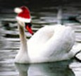 Enlarge photo 135