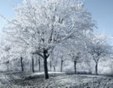 Enlarge photo 300