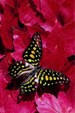 Enlarge photo 31