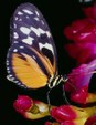 Enlarge photo 33