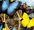 Enlarge photo 35