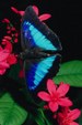 Enlarge photo 37