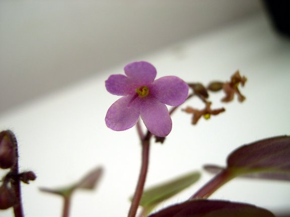 Print photo at home