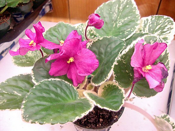 Print photo at home