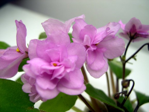 Print photo at home
