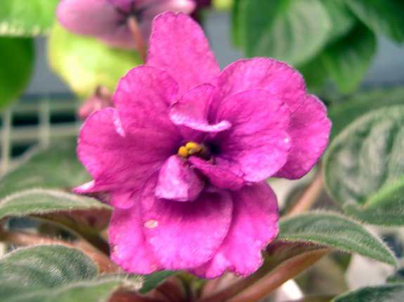 Print photo at home