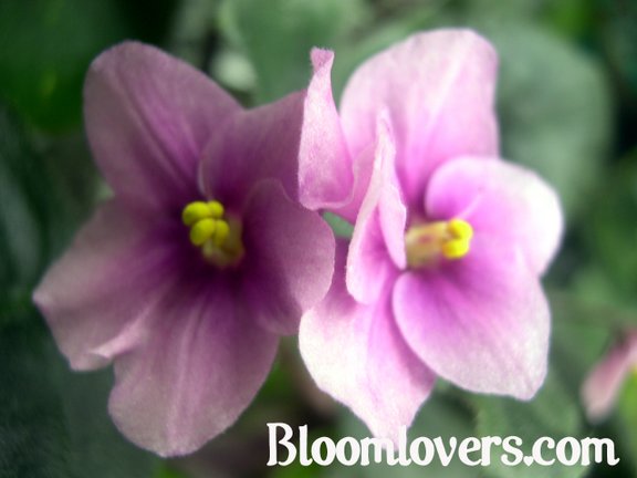 Print photo at home