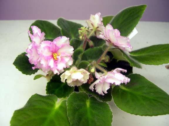 Print photo at home