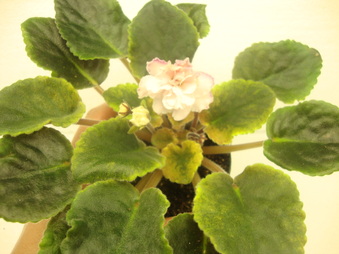 Enlarge photo 158