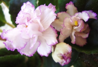 Enlarge photo 28