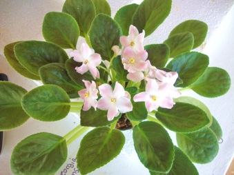 Enlarge photo 33