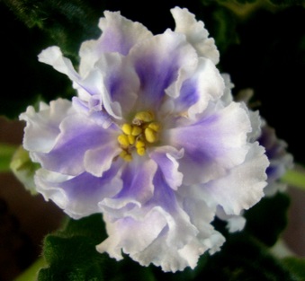Enlarge photo 116