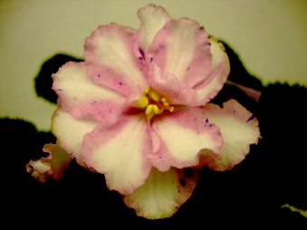 Enlarge photo 407