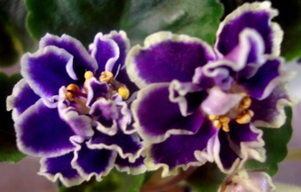Enlarge photo 119