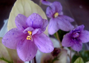 Enlarge photo 131