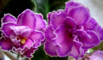 Enlarge photo 146