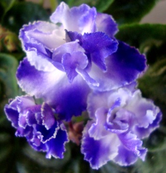 Enlarge photo 149