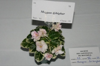 Enlarge photo 270