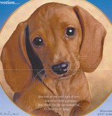 Doxies
