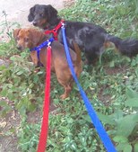 Doxies New