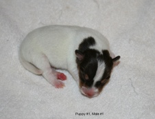 Winston/Snippet Litter May 27th 2017