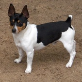 Teddy Roosevelt Terriers