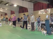 U.K.C. Show News