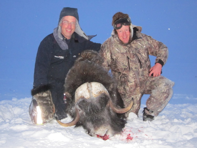 muskox%20056.JPG