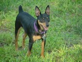 UKC CH Calico Run's Fetchin' Gretchen