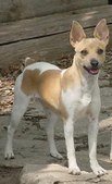 Calico Run's Scarlett O'Terror
