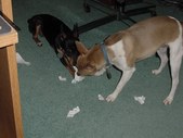 RAT TERRIER FUN PHOTOS