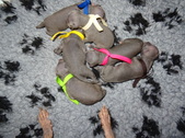 F-litter