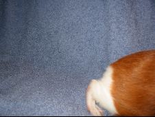 Enlarge photo 233