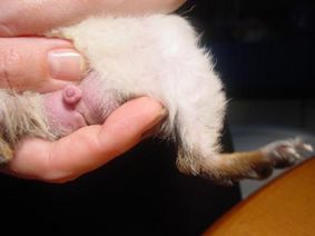 Male Guinea Pig