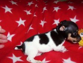 BB & Tushy litter
