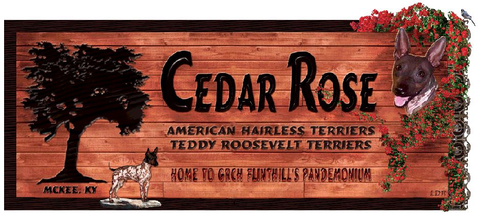 Cedar Rose Kennel in Kentucky - Amercan Hairless Terriers, Teddy Roosevelt Terriers