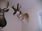 Enlarge photo 108