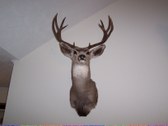 Enlarge photo 42
