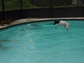 Our dogs at play