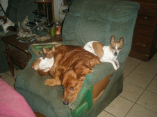 Our Goldens