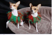 Puppies of the past