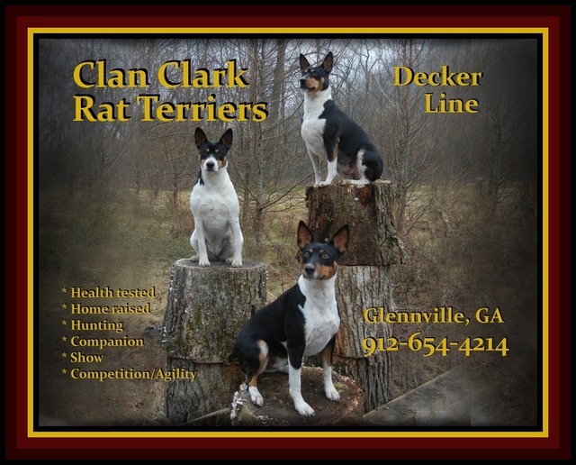 Decker rat best sale terrier breeders