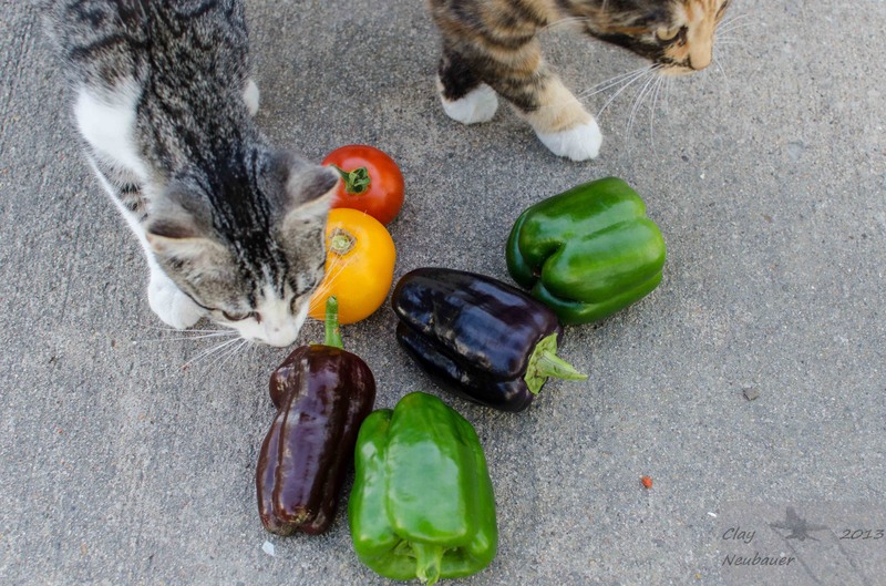Veggies.JPG