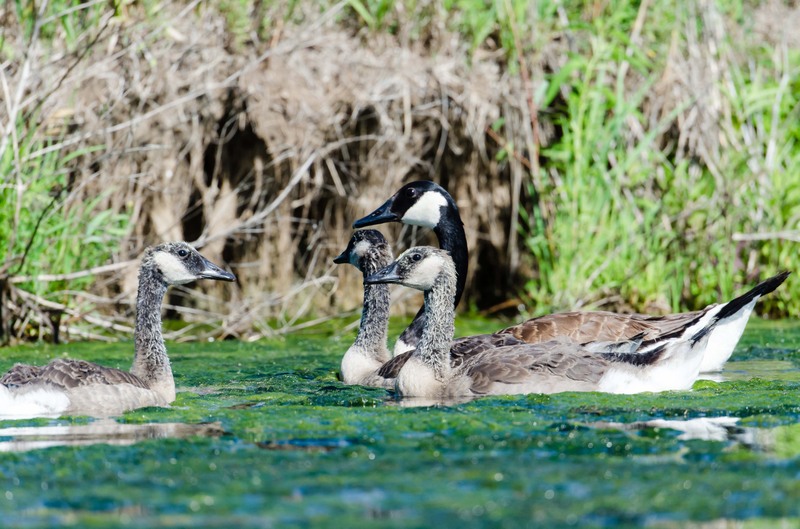 Goosebabies.JPG