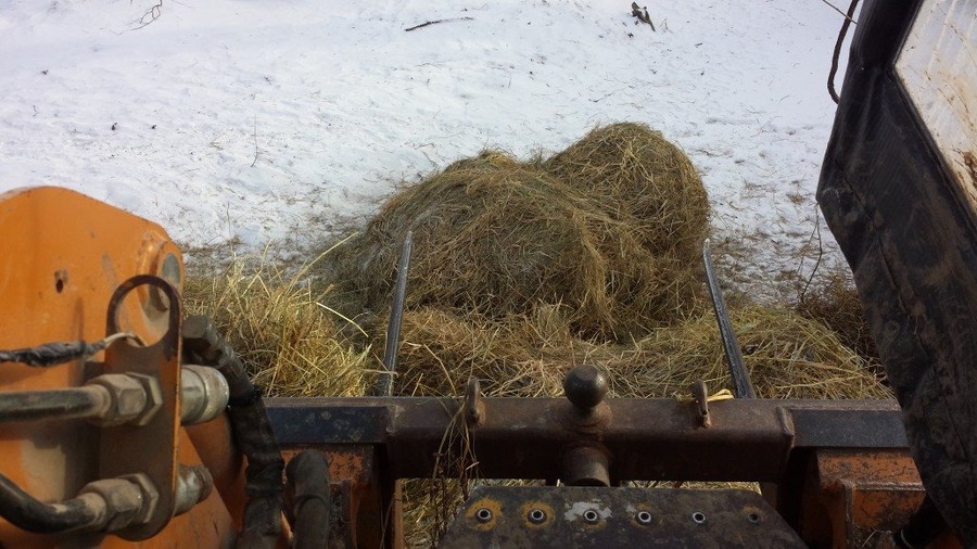 coldhayfeeding.jpg