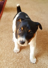 Rat Terrier Puppies California