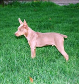 Dakota and Jett's puppies