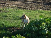 Enlarge photo 14