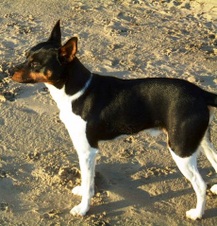 Planned breedings for 2012